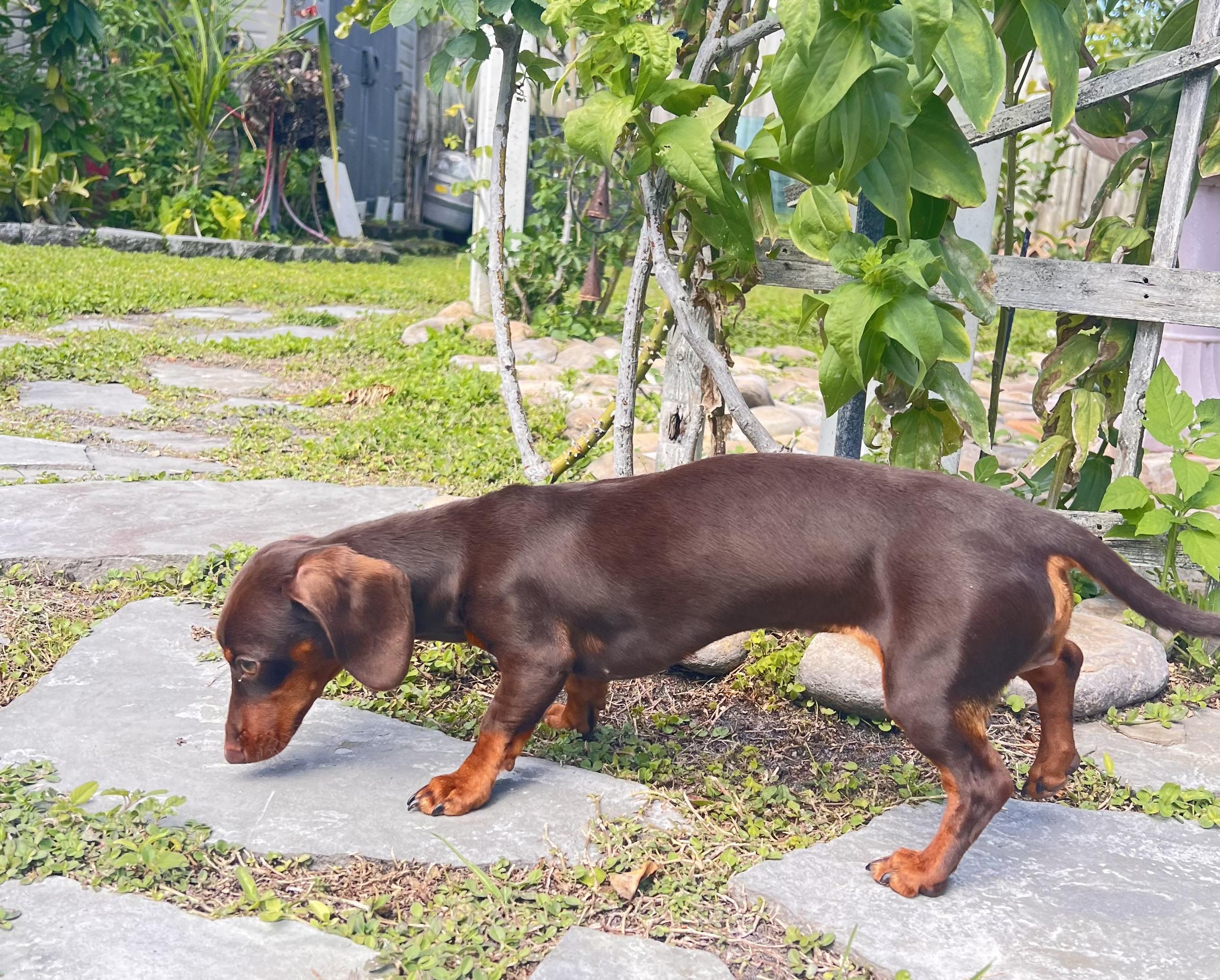 Enlarge Coco, an adopted Dachshund in Sarasota, FL image 3/6