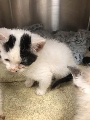 Mouth, a Adoptable mixed breed in Hillsboro, OR image 2/3