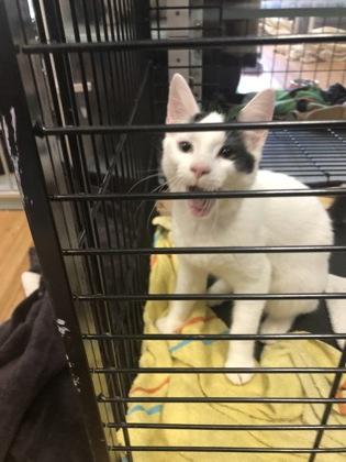 Mouth, a Adoptable mixed breed in Hillsboro, OR image 3/3