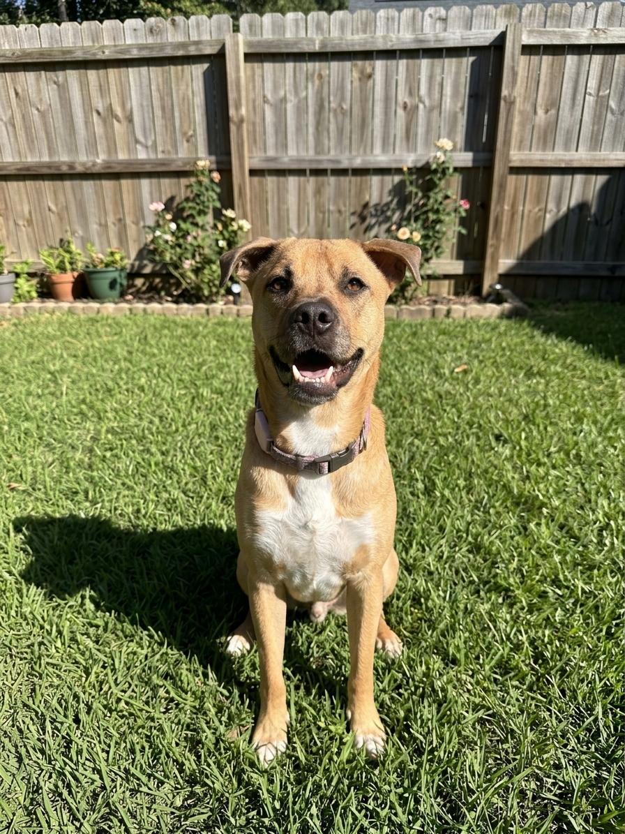 Enlarge Ruthie, a Adoptable mixed breed in Rochester, NY image 1/5