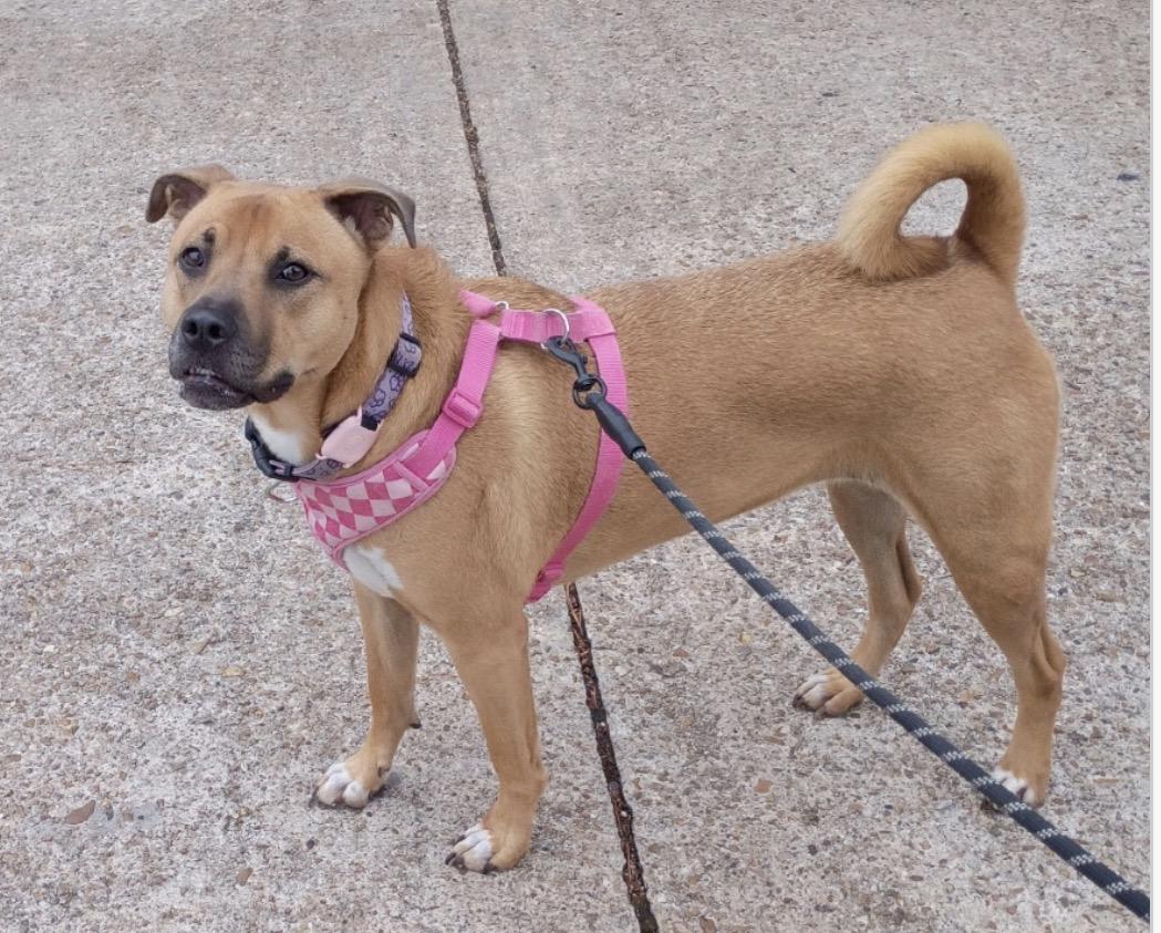 Enlarge Ruthie, a Adoptable mixed breed in Rochester, NY image 2/5