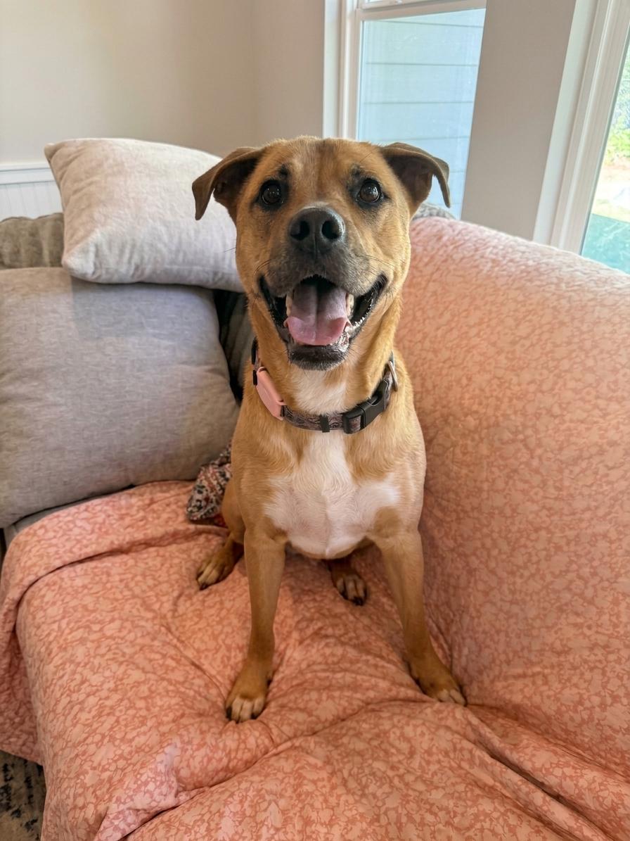 Enlarge Ruthie, a Adoptable mixed breed in Rochester, NY image 4/5