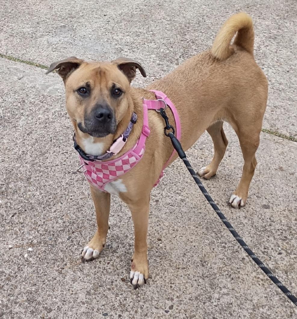Enlarge Ruthie, a Adoptable mixed breed in Rochester, NY image 3/5