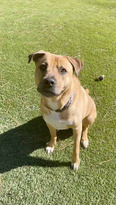 Enlarge Ruthie, a Adoptable mixed breed in Rochester, NY video 5/5