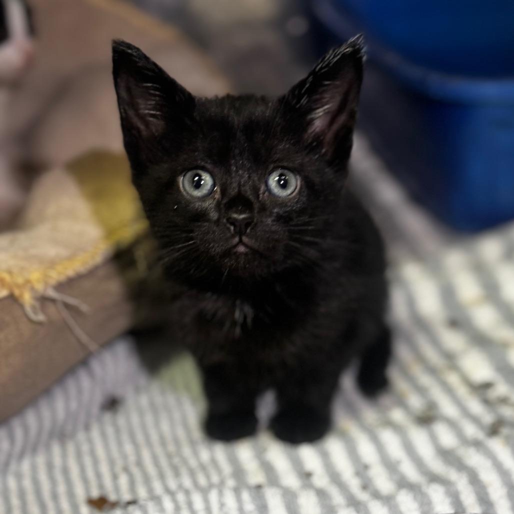 Ruby, Adoptable, Kitten Female Domestic Short Hair & Domestic Short Hair.
