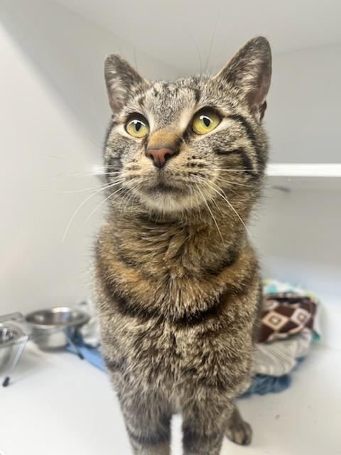 Enlarge Kurtis (ID 51382/1514), a ADOPTABLE Domestic Short Hair in Manassas, VA image 1/1