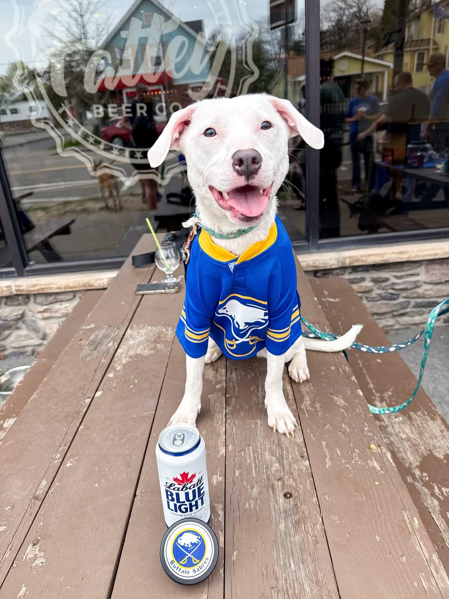 Opal, Adoptable, Young Female Pit Bull Terrier & Dalmatian.
