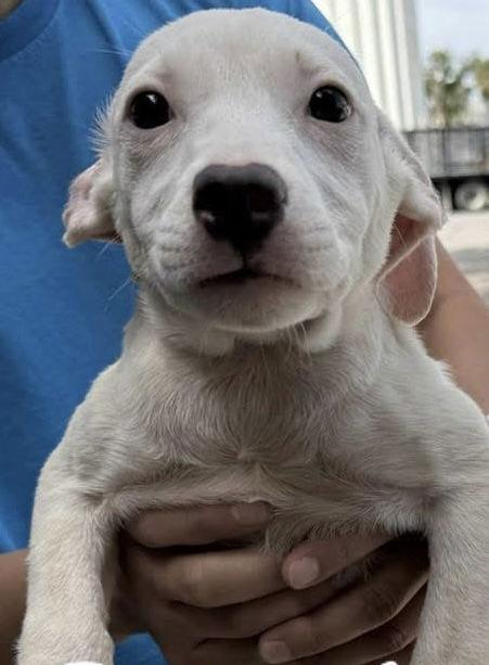 Opal, a Adoptable mixed breed in Springville, NY image 1/3