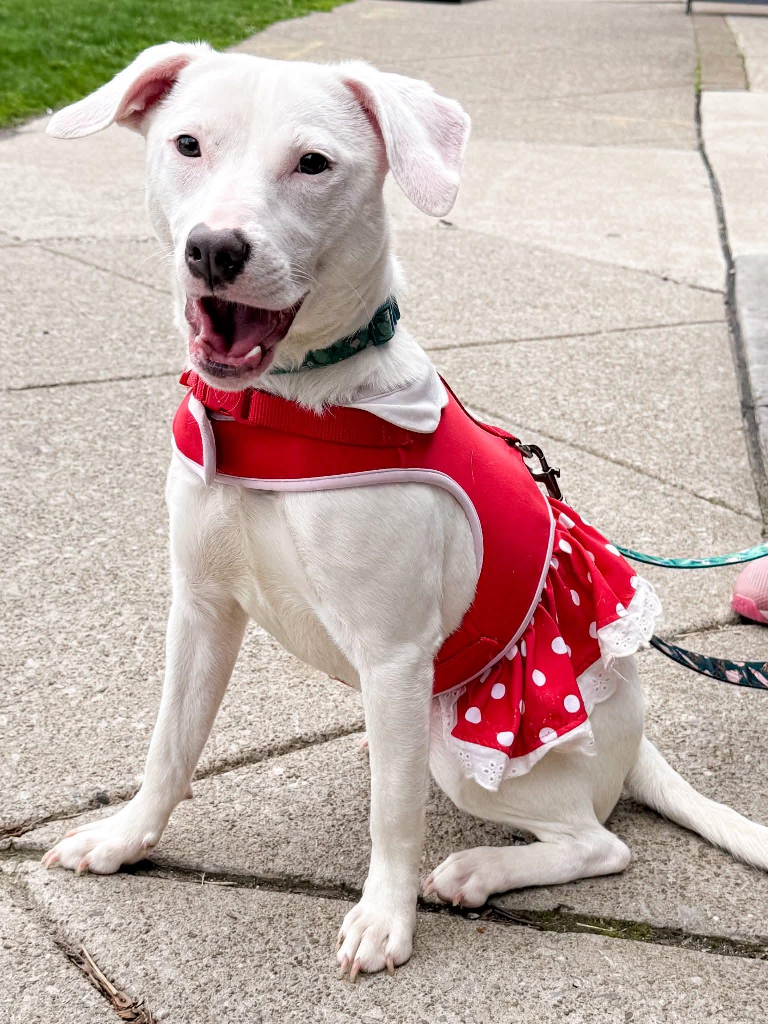 Enlarge Opal, a Adoptable mixed breed in Springville, NY image 3/3