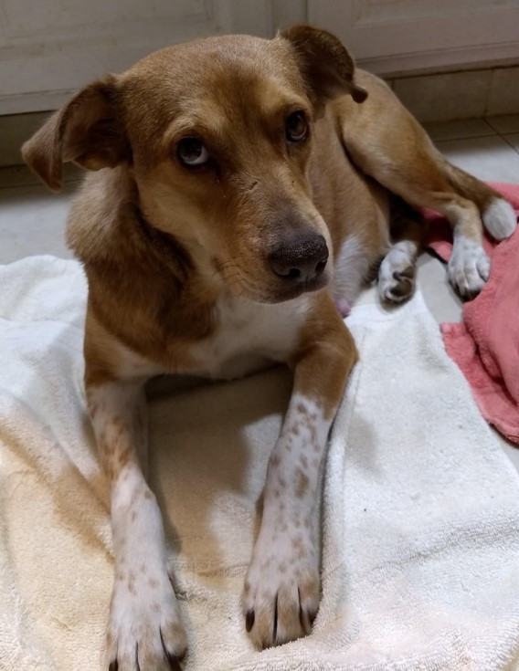 Enlarge Siren, a Adoptable mixed breed in Barrington Hills, IL image 1/3