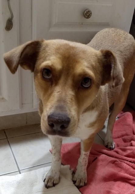 Enlarge Siren, a Adoptable mixed breed in Barrington Hills, IL image 2/3