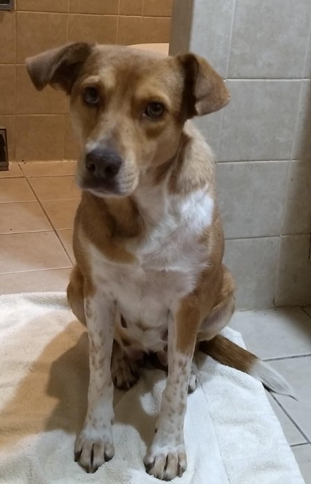 Enlarge Siren, a Adoptable mixed breed in Barrington Hills, IL image 3/3