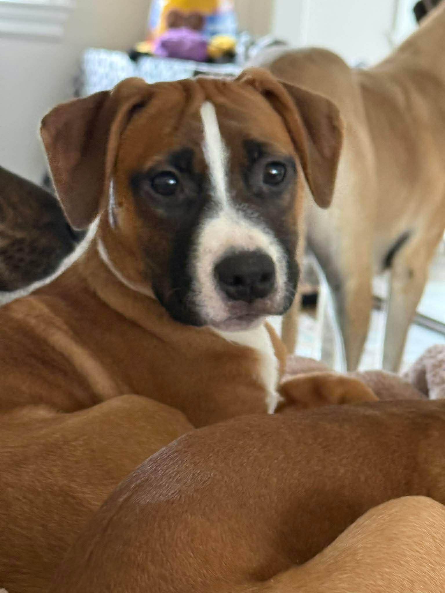 Enlarge Dash, a ADOPTABLE Boxer in West Haven, CT image 1/1