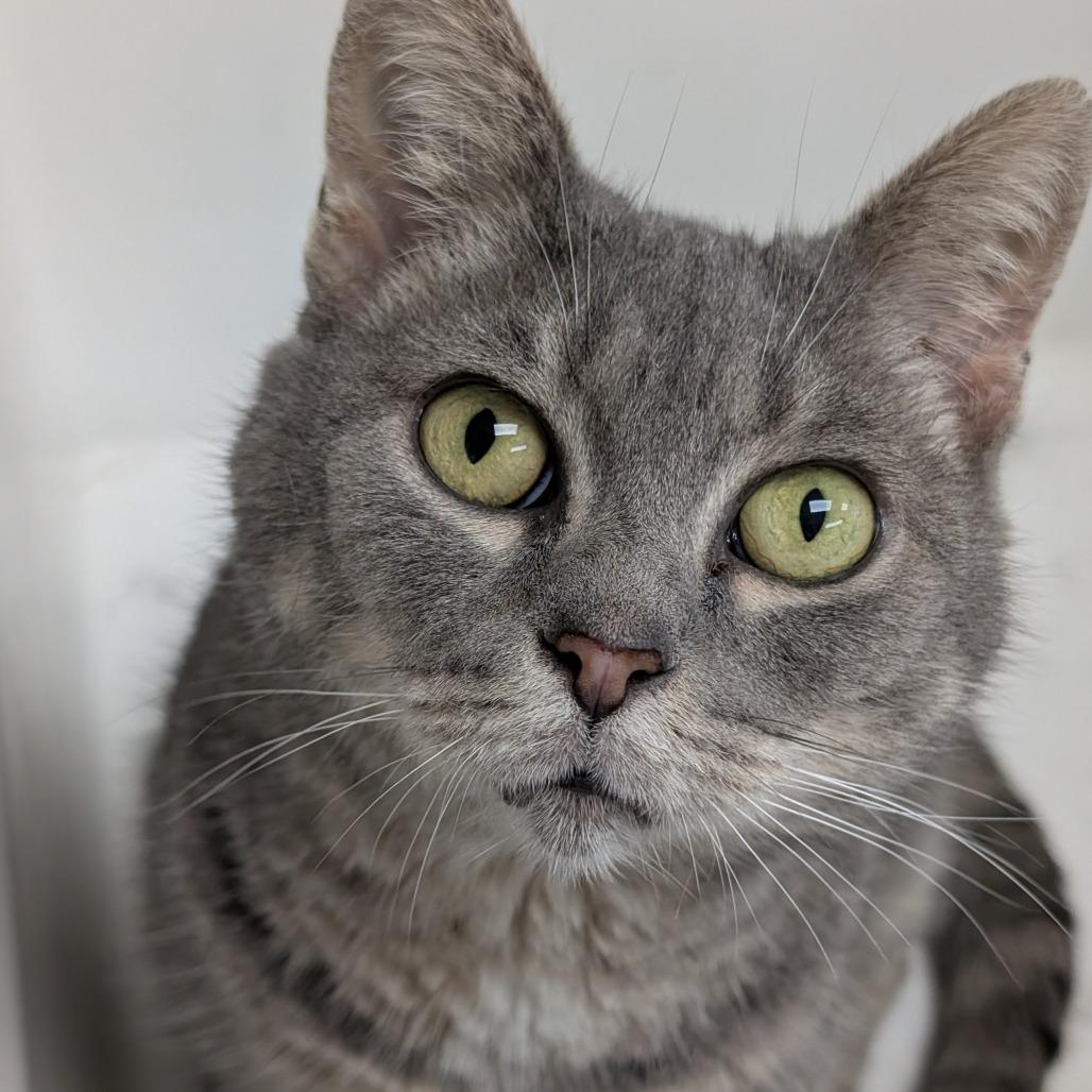 Enlarge Juno, a Adoptable Domestic Short Hair in Blairsville, GA image 1/2