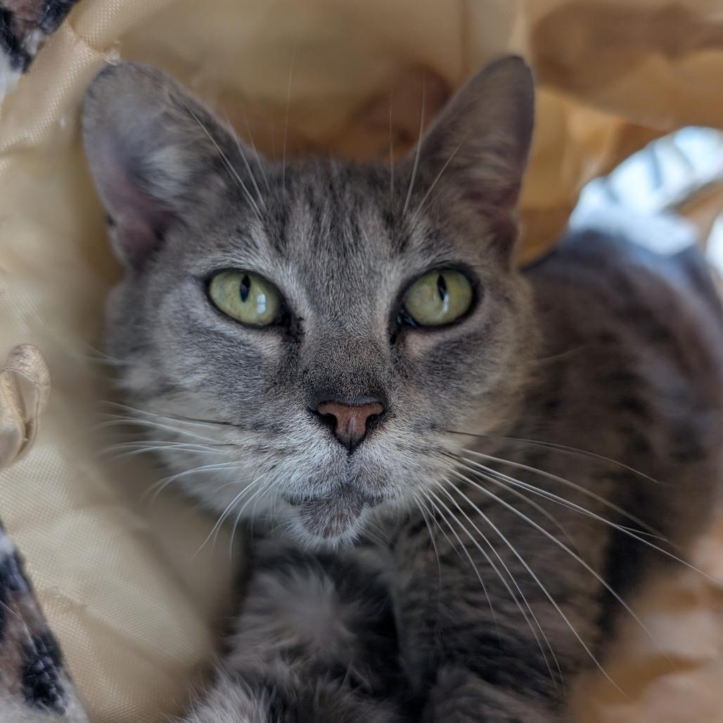 Enlarge Juno, a Adoptable Domestic Short Hair in Blairsville, GA image 1/1