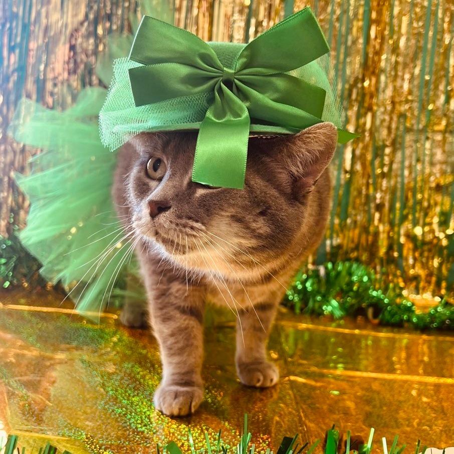 Enlarge Juno, a Adoptable Domestic Short Hair in Blairsville, GA image 3/4