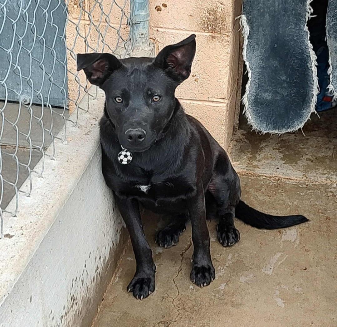 Enlarge Jhene , an adoptable Black Labrador Retriever in Tacoma, WA image 2/6