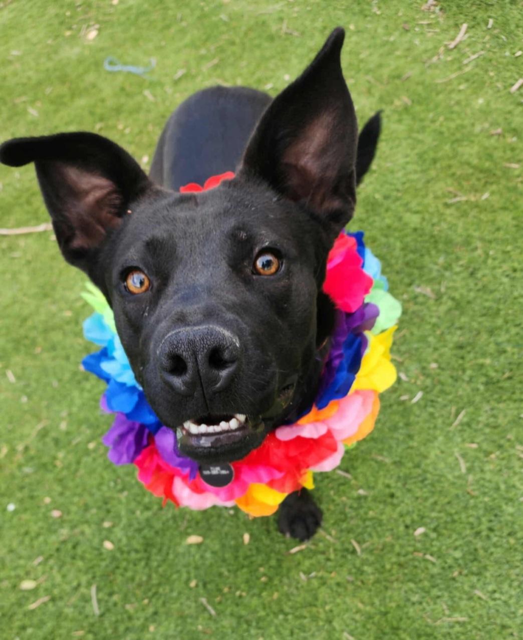 Enlarge Jhene , an adoptable Black Labrador Retriever in Tacoma, WA image 5/6