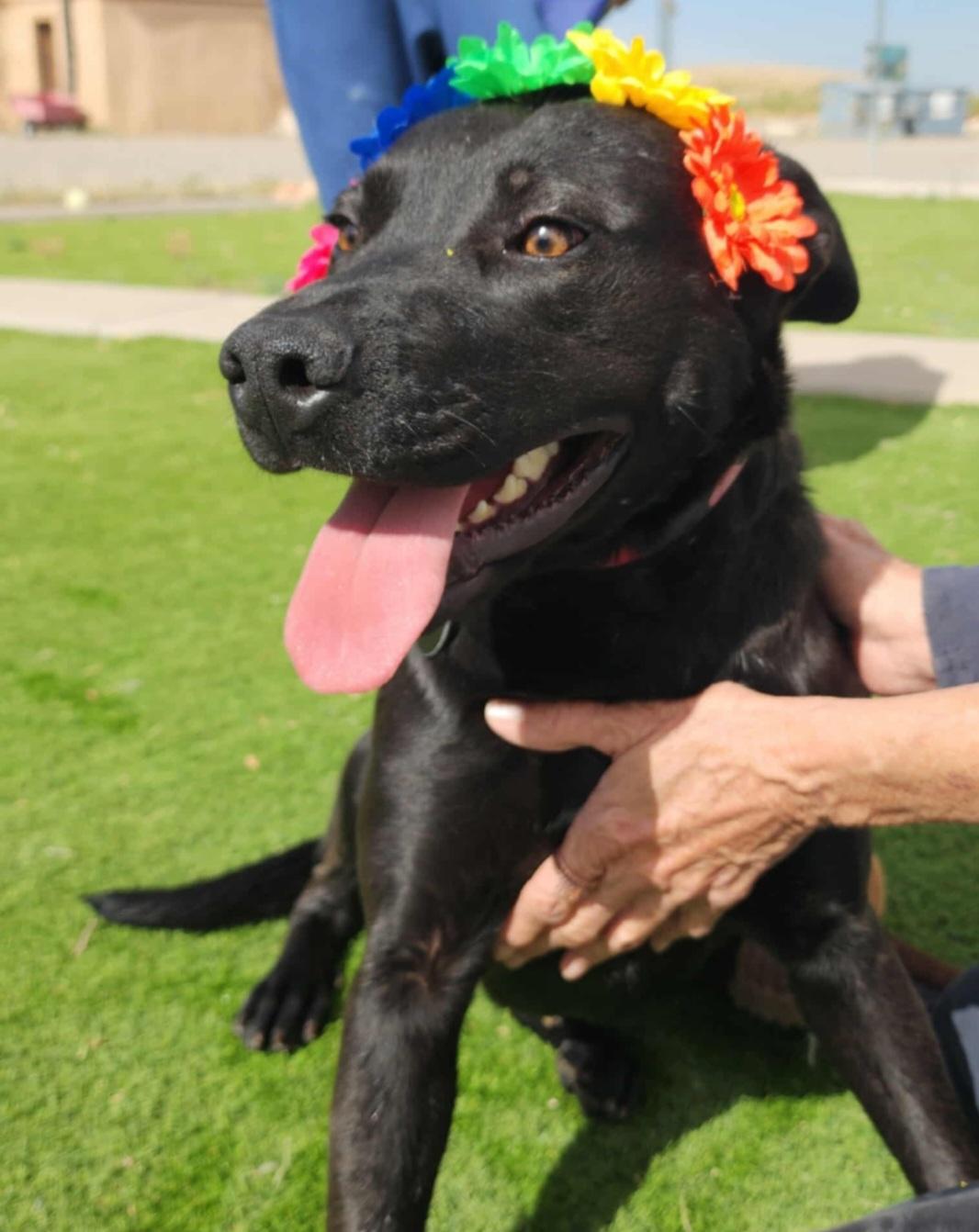 Enlarge Jhene , an adoptable Black Labrador Retriever in Tacoma, WA image 6/6