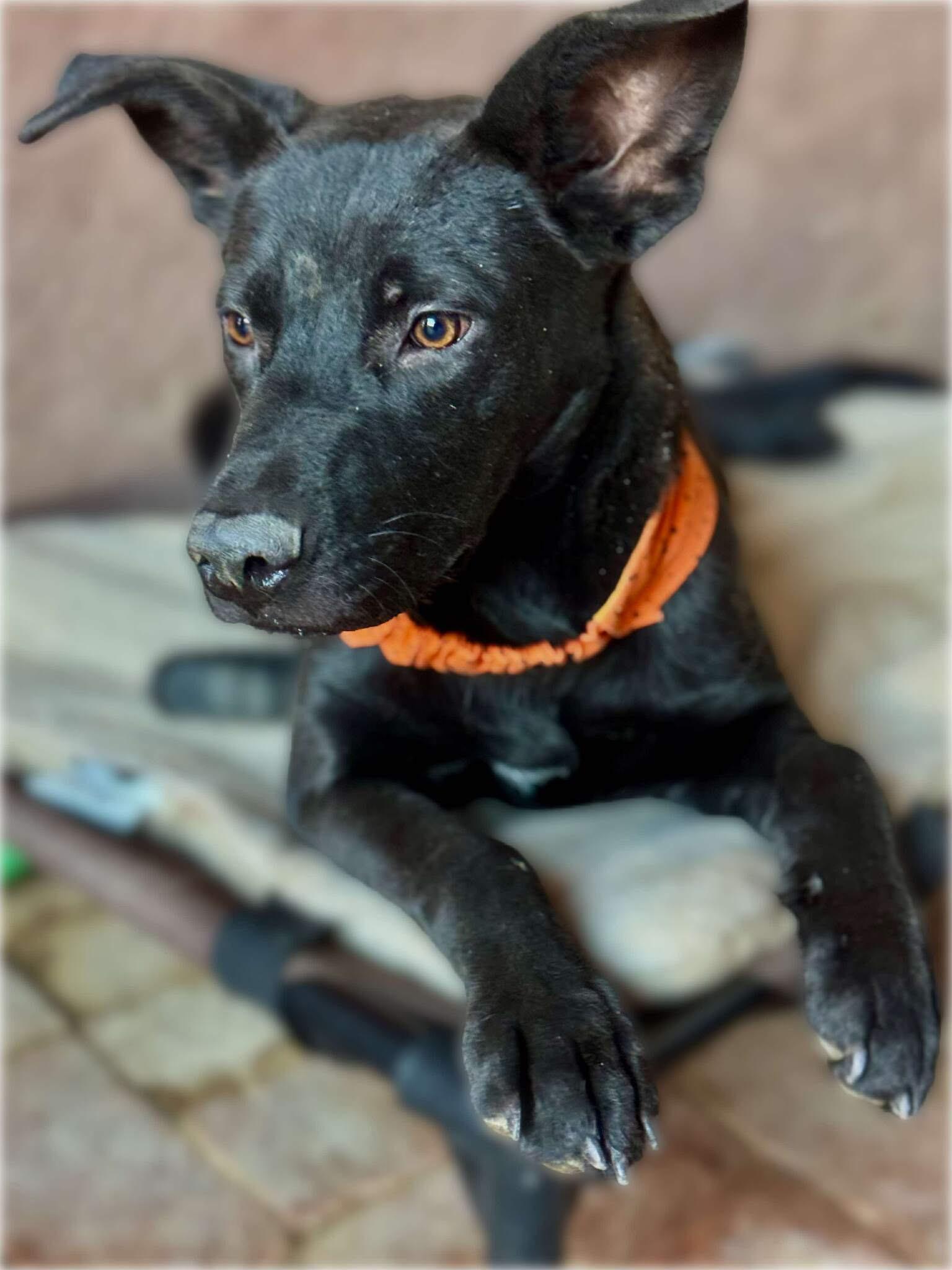 Jhene , adoptable, Young Female Black Labrador Retriever.