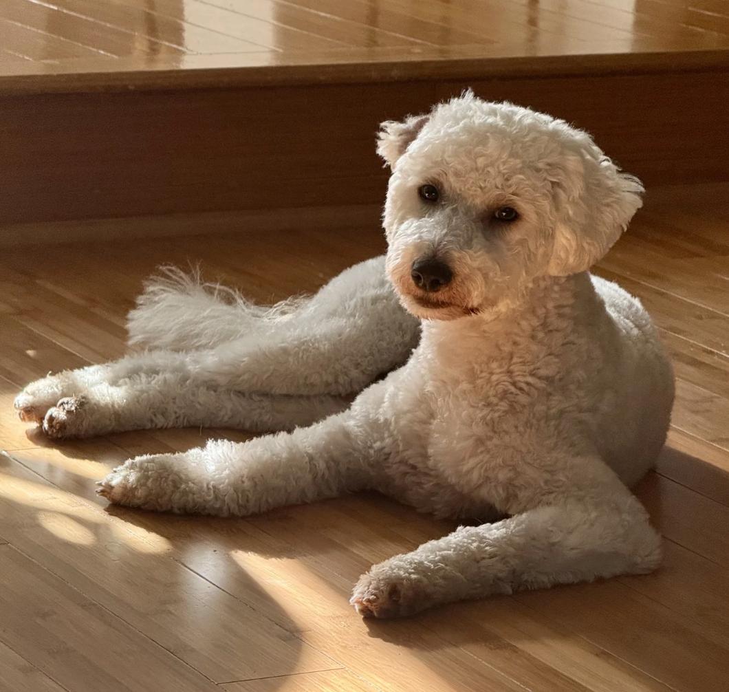 Guava, an adoptable Poodle, Labradoodle in Los Angeles, CA, 90064 | Photo Image 1