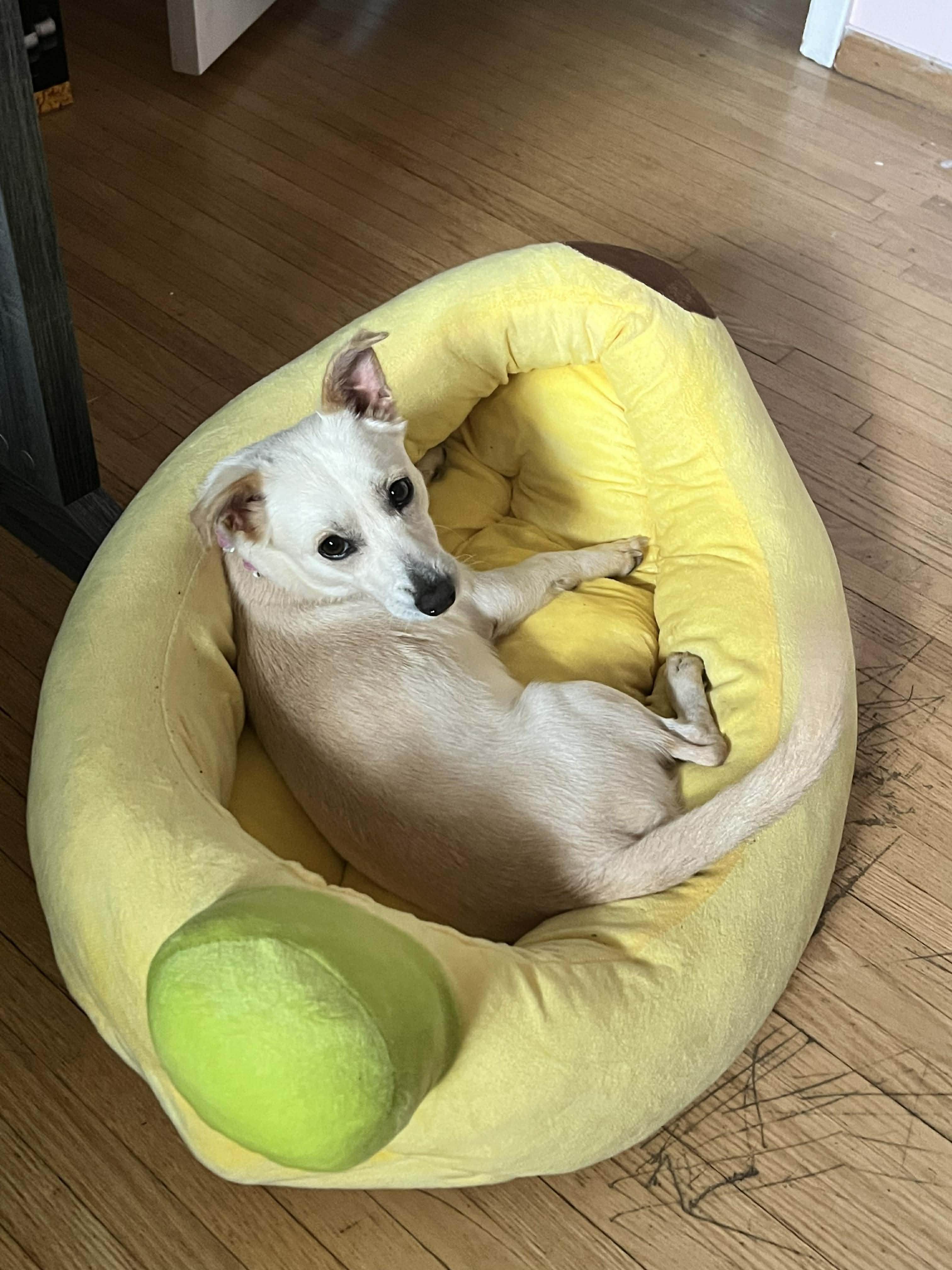 Enlarge Sparky, a Adoptable mixed breed in Toronto, ON image 6/6