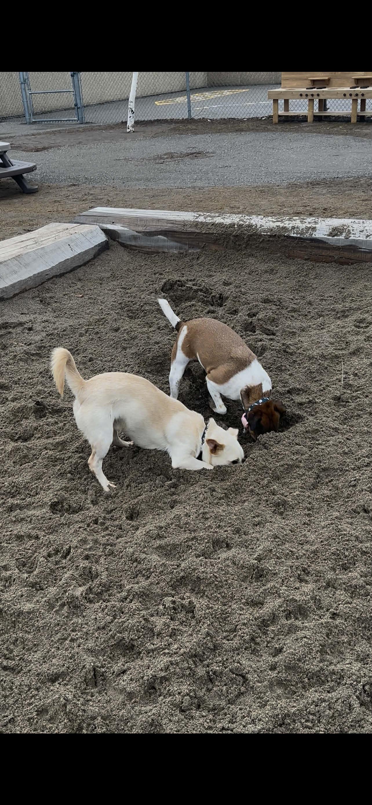 Enlarge Sparky, a Adoptable mixed breed in Toronto, ON image 4/6