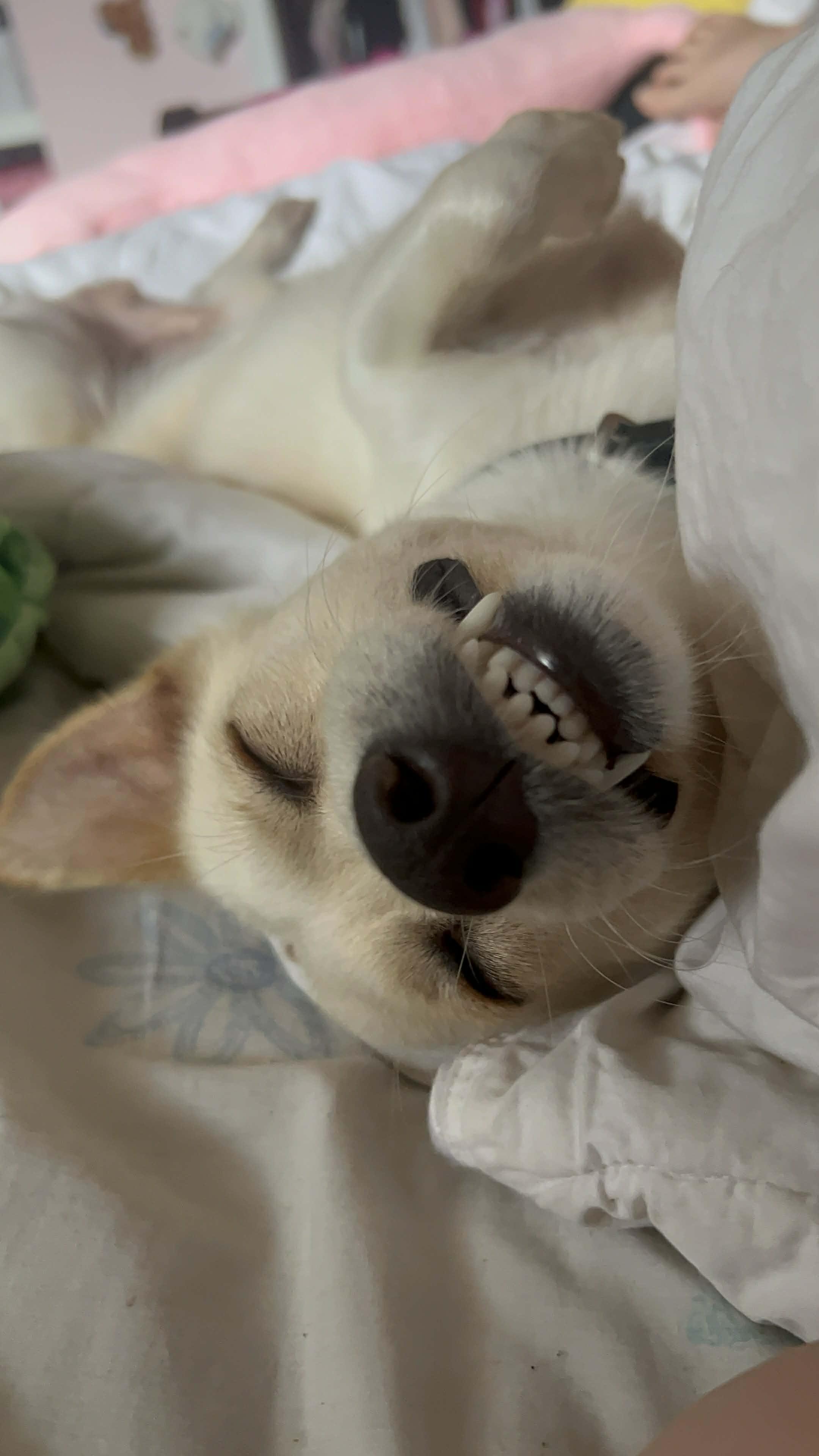 Enlarge Sparky, a Adoptable mixed breed in Toronto, ON image 2/6