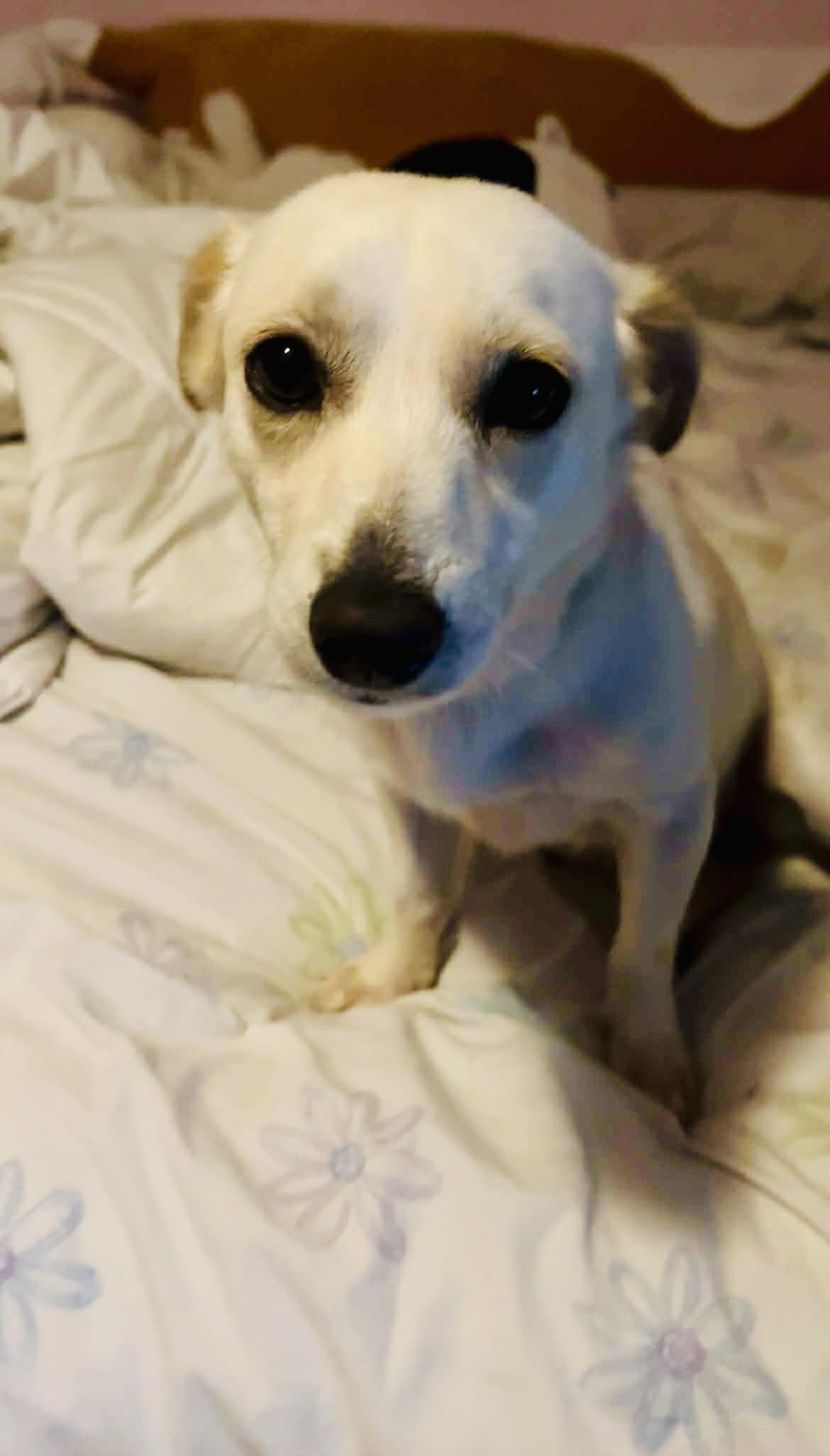 Sparky, Adoptable, Young Male Jack Russell Terrier.