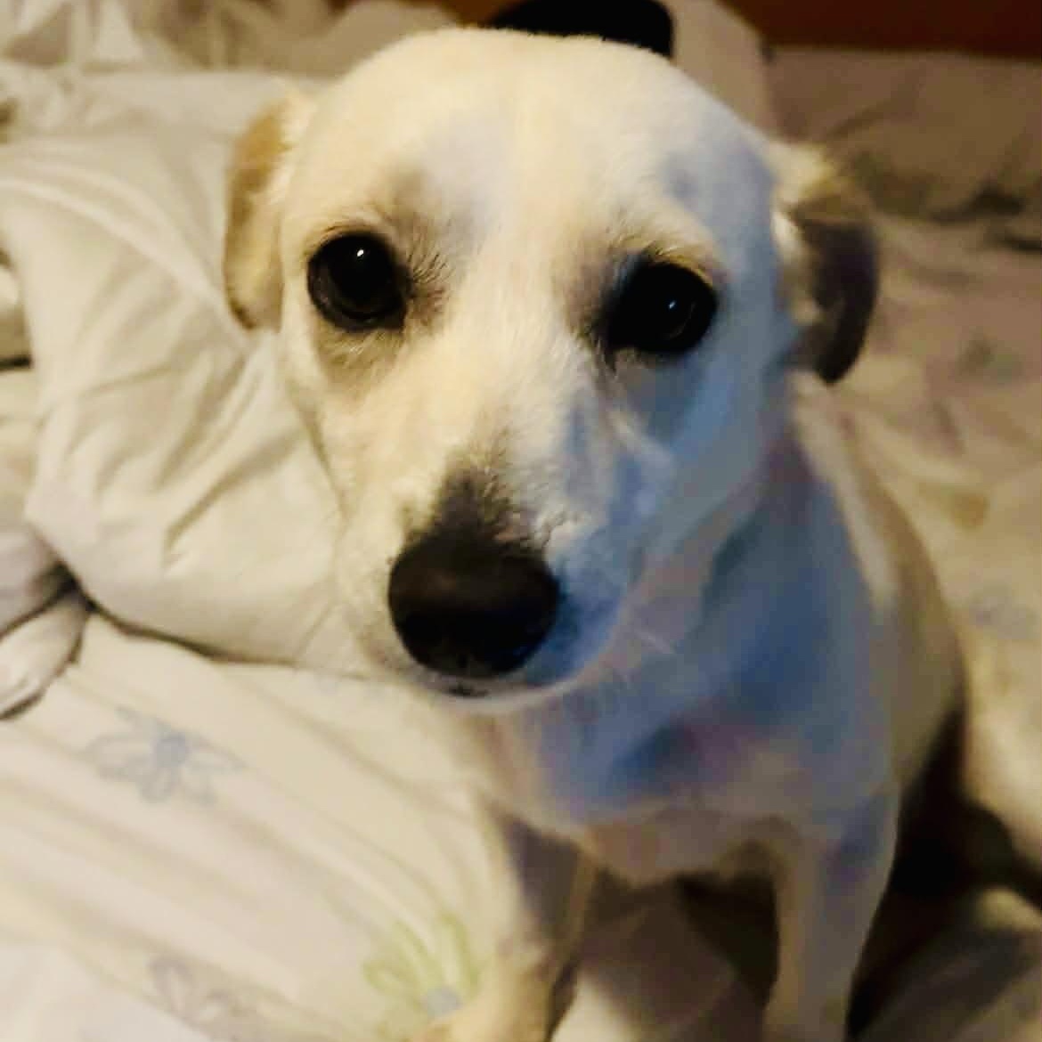 Enlarge Sparky, a Adoptable mixed breed in Toronto, ON image 2/6