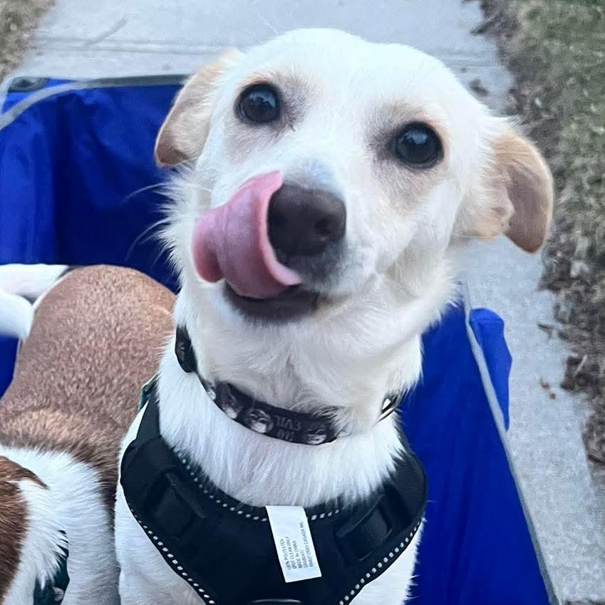 Sparky, Adoptable, Young Male Jack Russell Terrier.