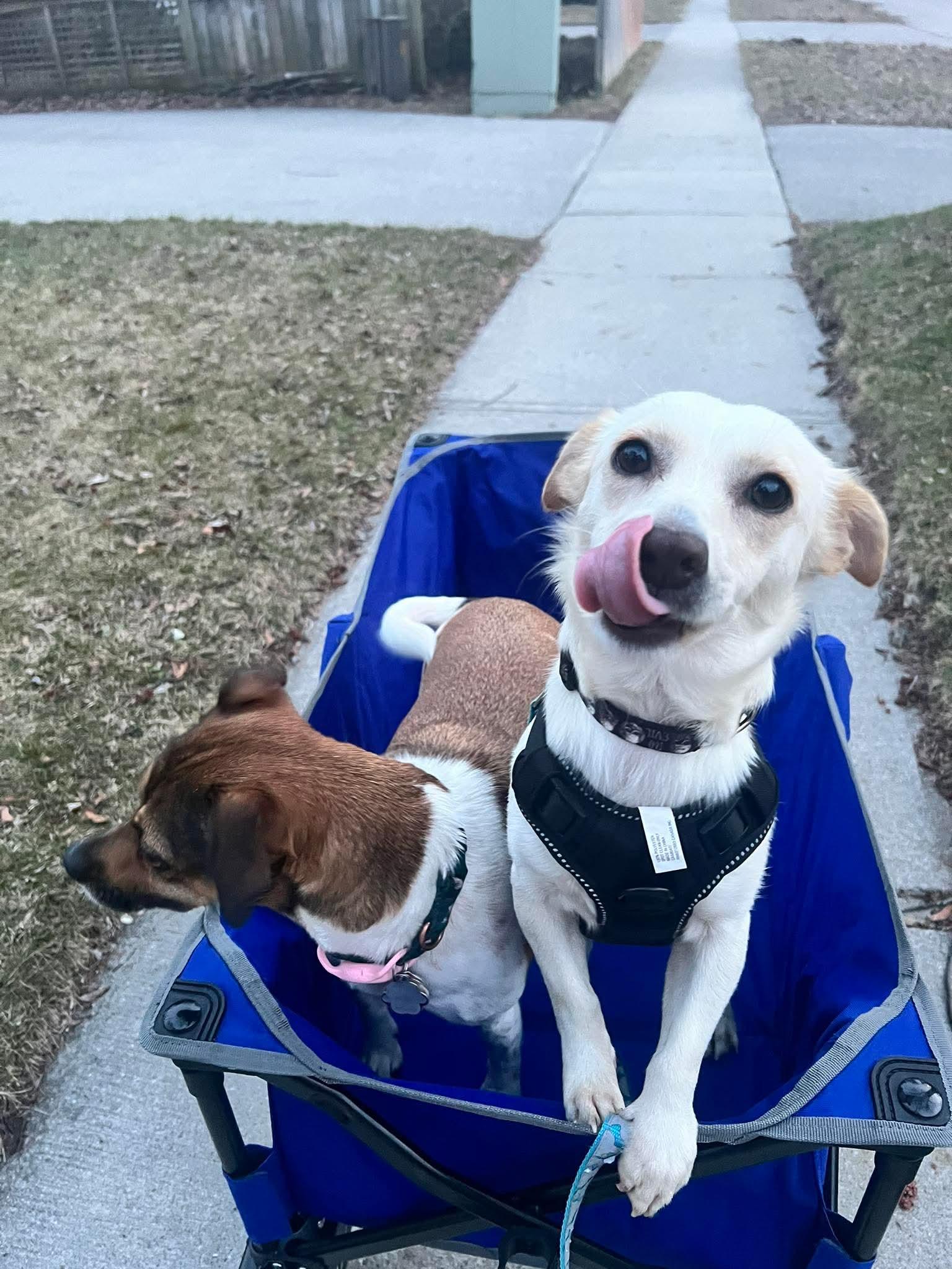 Enlarge Sparky, a Adoptable mixed breed in Toronto, ON image 5/6