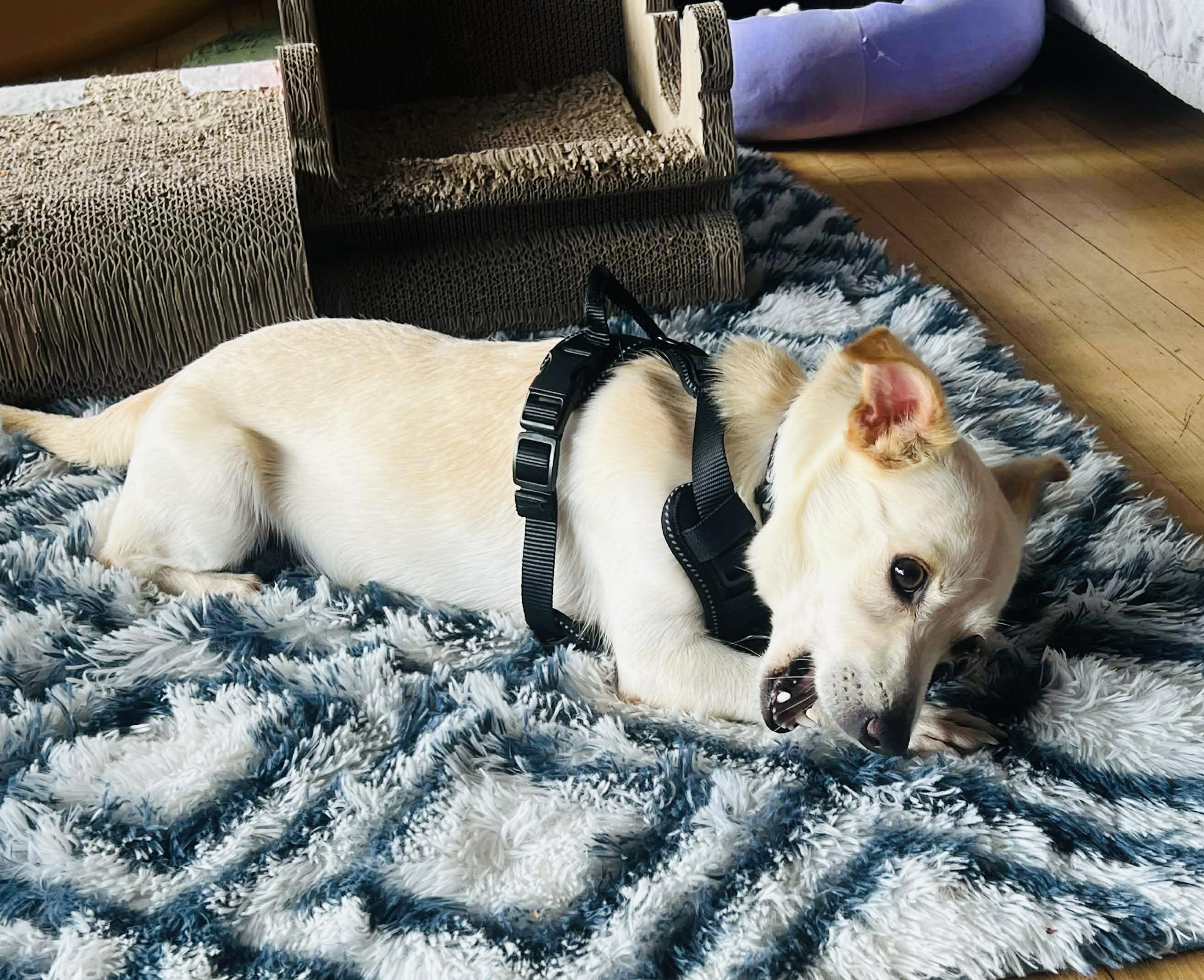 Enlarge Sparky, a Adoptable mixed breed in Toronto, ON image 3/6