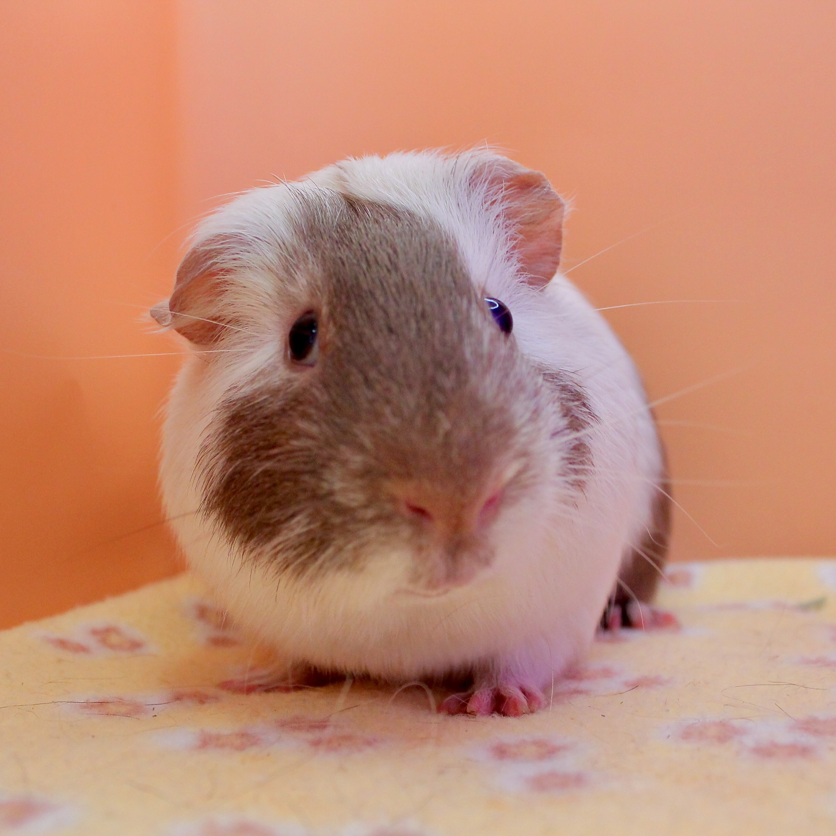 Greg, Adoptable, Adult Male Guinea Pig & Short-Haired.