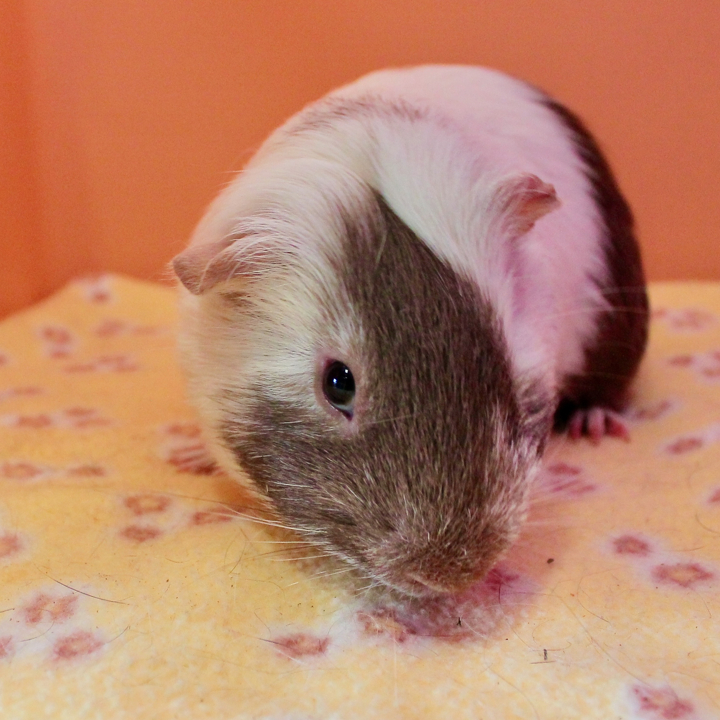 Enlarge Greg, a Adoptable mixed breed in Eagle River, AK image 2/3