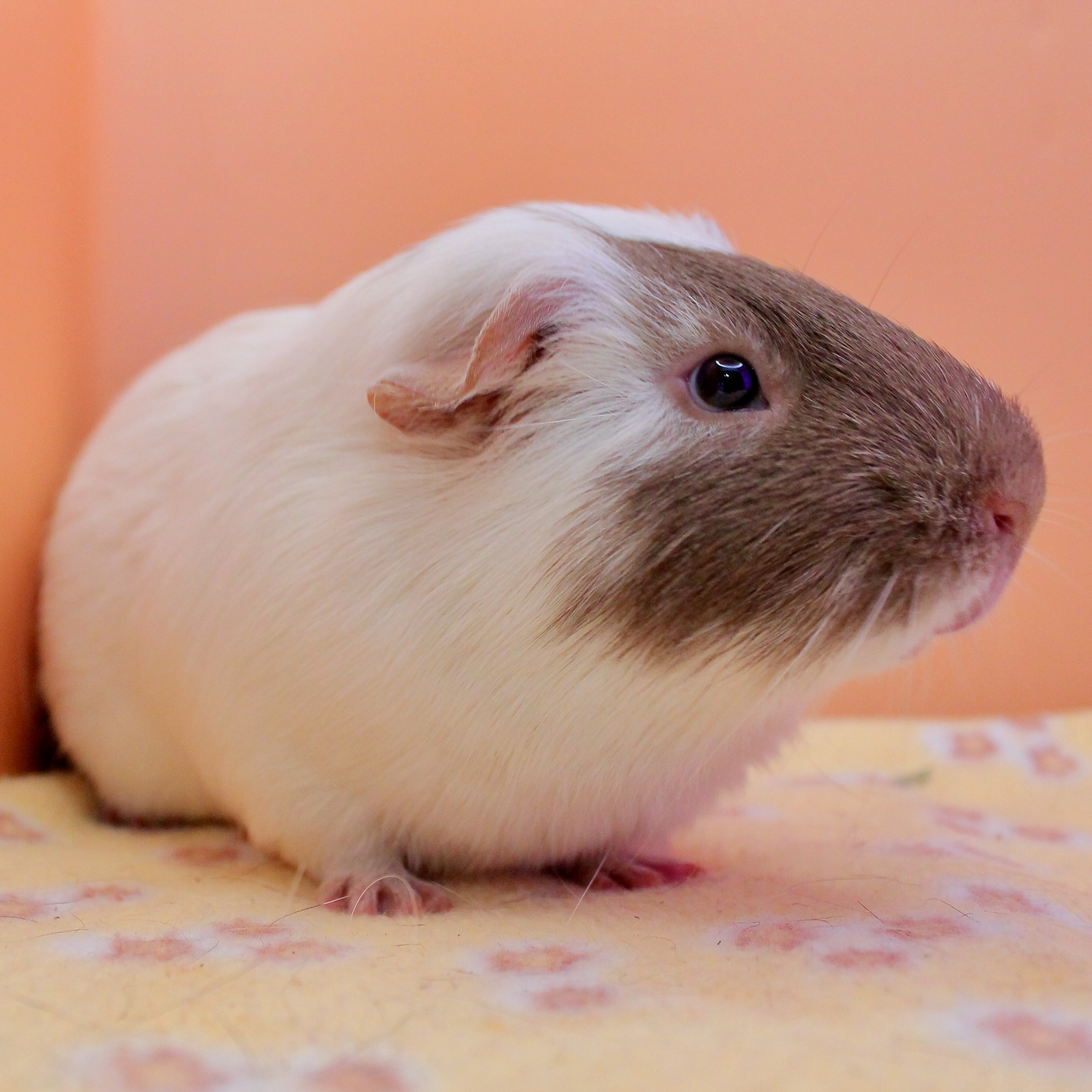 Enlarge Greg, a Adoptable mixed breed in Eagle River, AK image 3/3