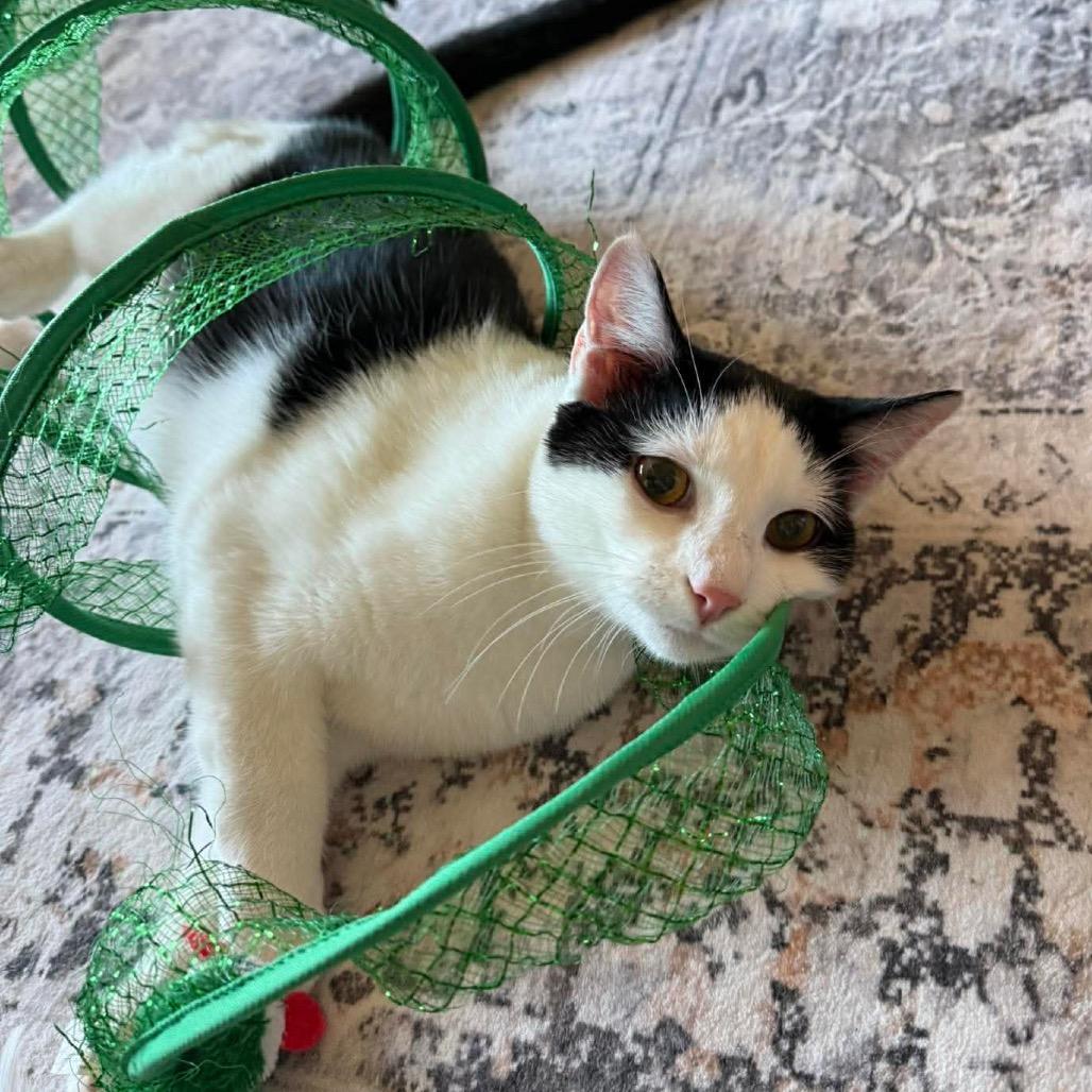 Enlarge Chester, a Adoptable Domestic Short Hair in Sioux Falls, SD image 1/2