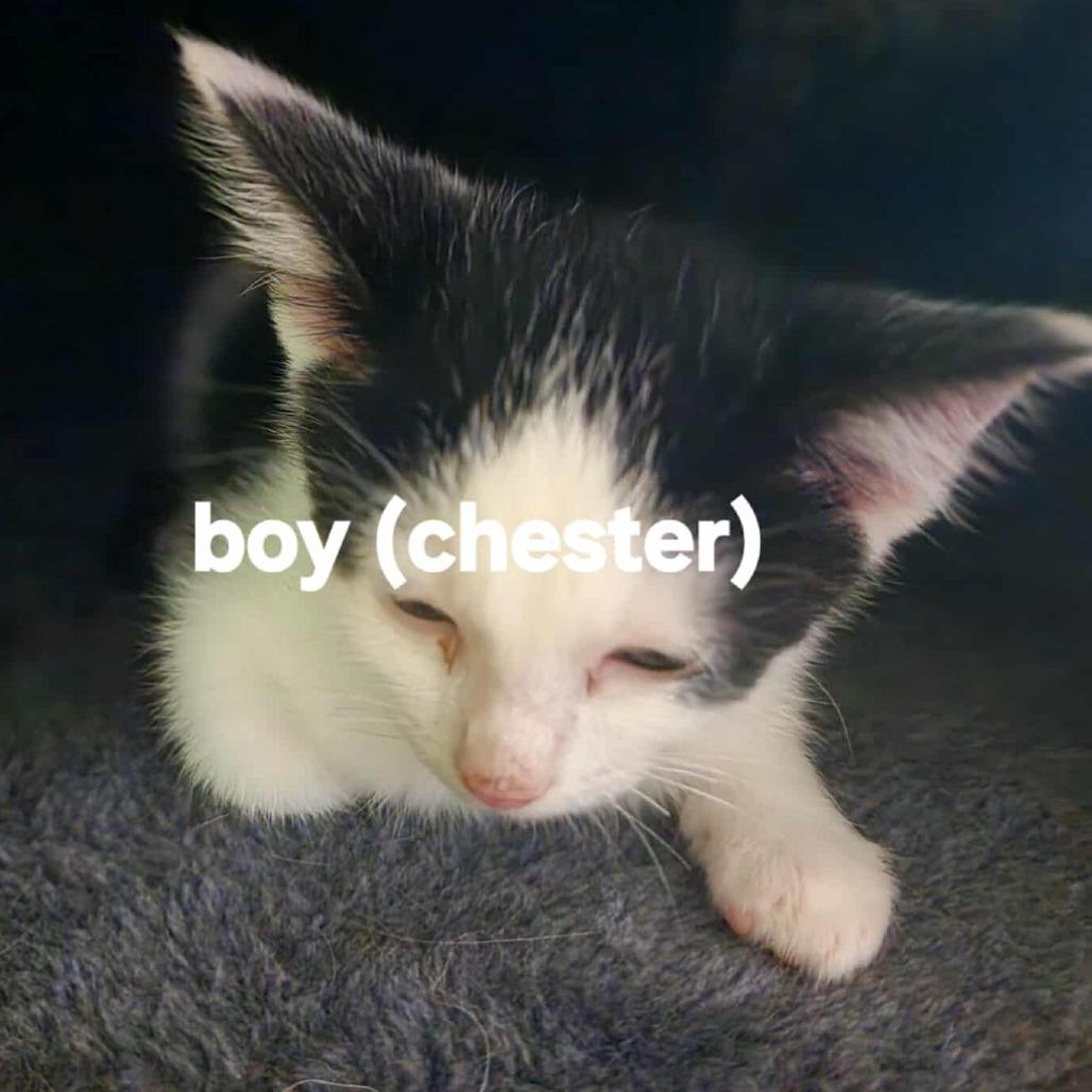 Chester
