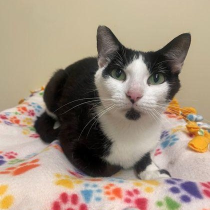 Darcy, Adoptable, Young Female Domestic Short Hair.