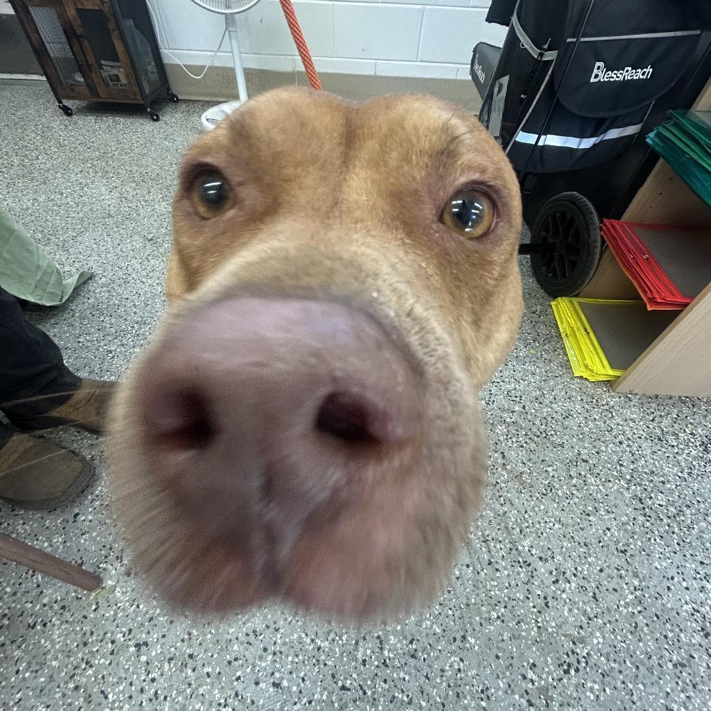 Enlarge Lola, a Adoptable Mixed Breed in Lake Panasoffkee, FL image 1/6