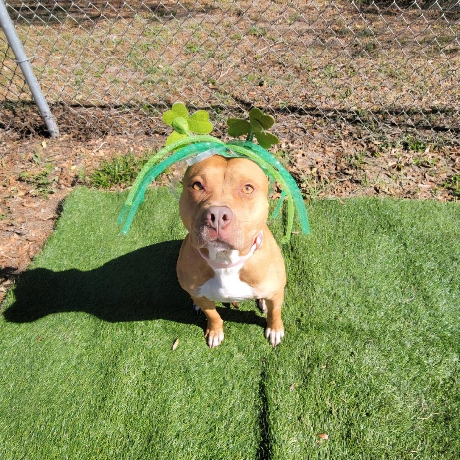 Enlarge Lola, a Adoptable Mixed Breed in Lake Panasoffkee, FL image 2/6