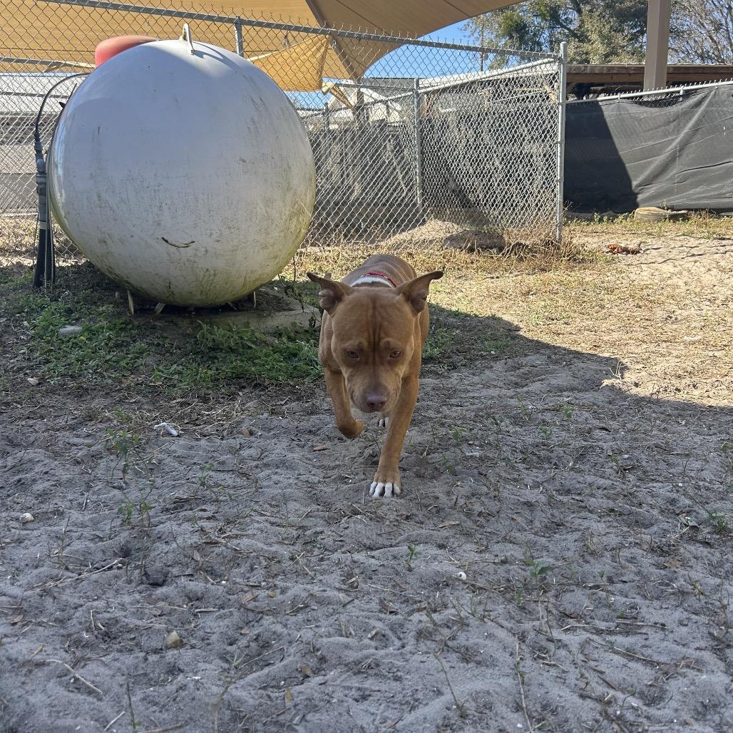 Enlarge Lola, a Adoptable Mixed Breed in Lake Panasoffkee, FL image 3/6