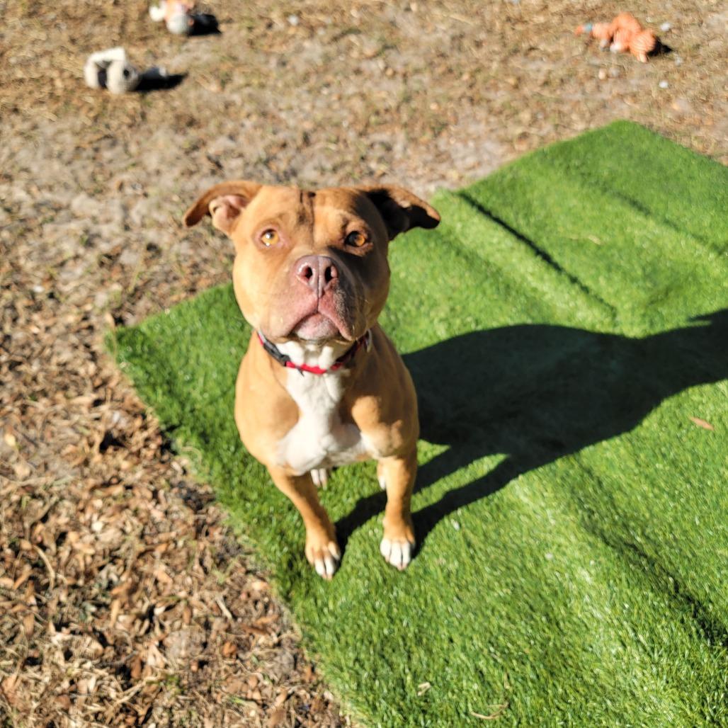 Enlarge Lola, a Adoptable Mixed Breed in Lake Panasoffkee, FL image 4/6