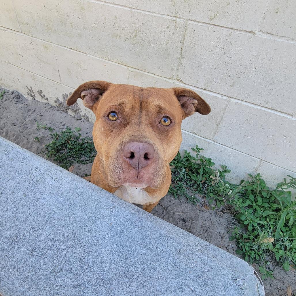 Enlarge Lola, a Adoptable Mixed Breed in Lake Panasoffkee, FL image 5/6