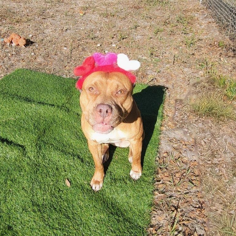 Enlarge Lola, a Adoptable Mixed Breed in Lake Panasoffkee, FL image 6/6