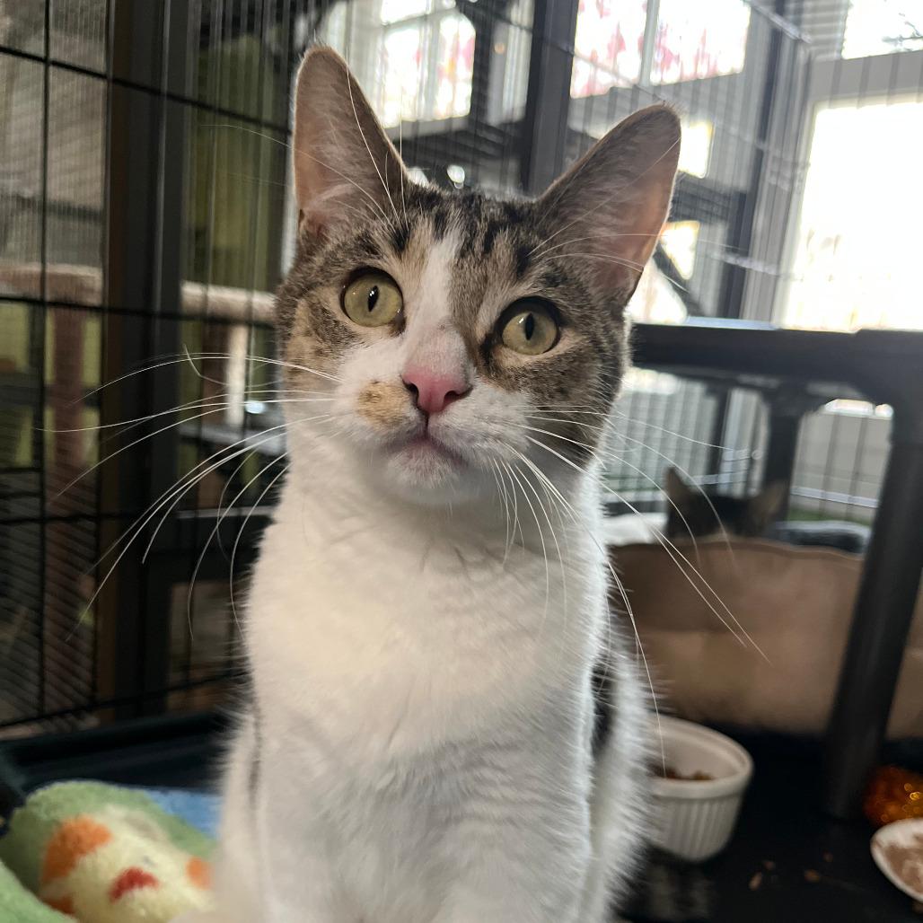 Tootsie Ardmore, Adoptable, Young Male Domestic Short Hair.