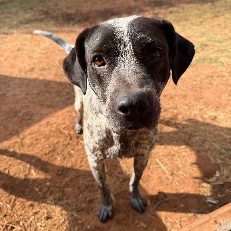 Margo, a ADOPTABLE mixed breed in Sentinel, OK image 1/5