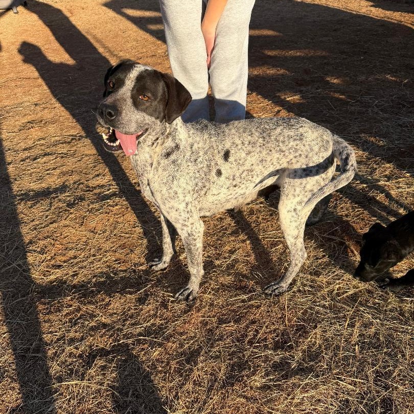 Margo, a ADOPTABLE mixed breed in Sentinel, OK image 3/5