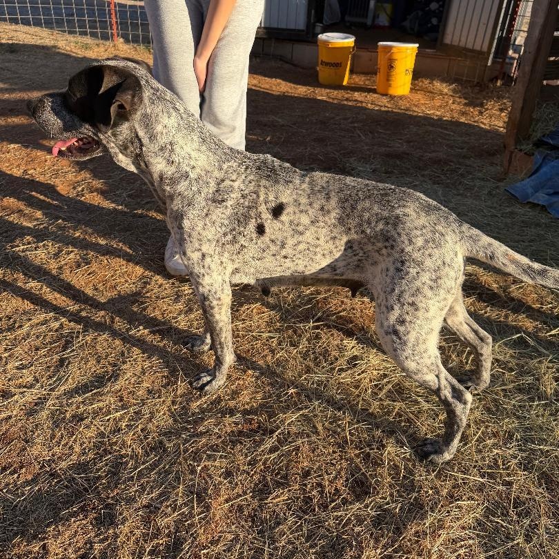 Margo, a ADOPTABLE mixed breed in Sentinel, OK image 4/5