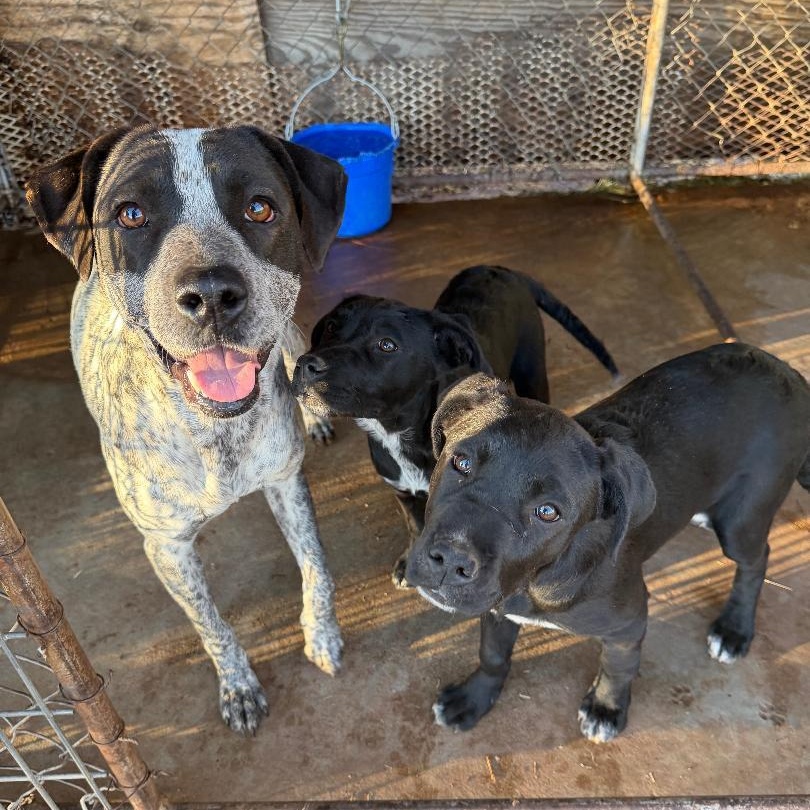 Margo, a ADOPTABLE mixed breed in Sentinel, OK image 2/5